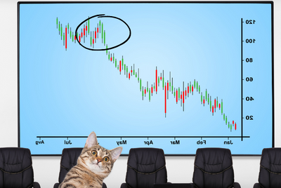 cat looking at stock market chart